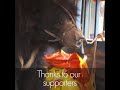 Ending bear dancing in Nepal