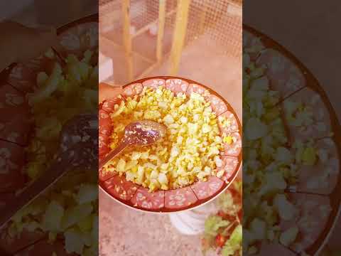 سر تزاوج طيور الحب البادجي طيورالحب طيور محمية