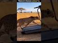 Nature's fastest athlete💯☠️|| Cheetah 🐆#viral #shorts #cheetah