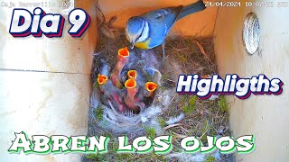 Caja Nido Herrerillo Dia 9 Highligths (24/04/2024)