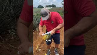 A Costa Rican Local Demonstrates The Correct Way To Peel A Pineapple