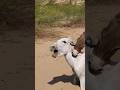Donkeys Animals Gadha Pets Vairalvideo Donkeys Animals Gadha Pets Vairalvideo