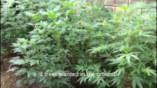 Cannabis Chronicles More Trees in the ground!