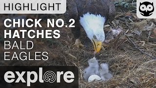 Second Eaglet Hatches - Decorah Bald Eagles - Live Cam Highlight