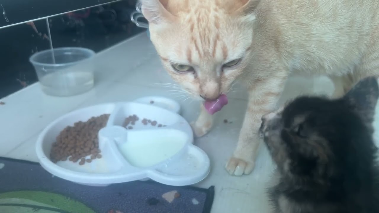 The love and compassion of mama cat for a poor little kitten