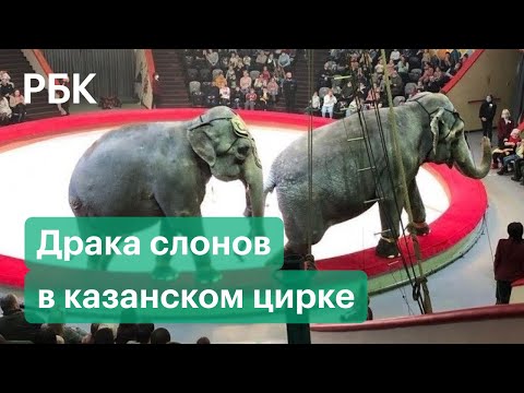 Слоны устроили драку в казанском цирке