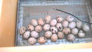 видео Инкубатор для перепелиных яиц своими руками