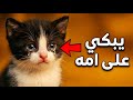 قط خطفوا أمه وكانت آخر مرة يشوفها قصة مؤثرة 
