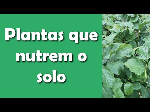 Vídeo: Mistura de Solo Para Plantações Perenes