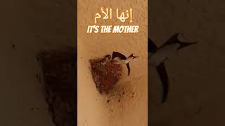 #شاهد كيف تتغذى الطيور Watch how the birds feed