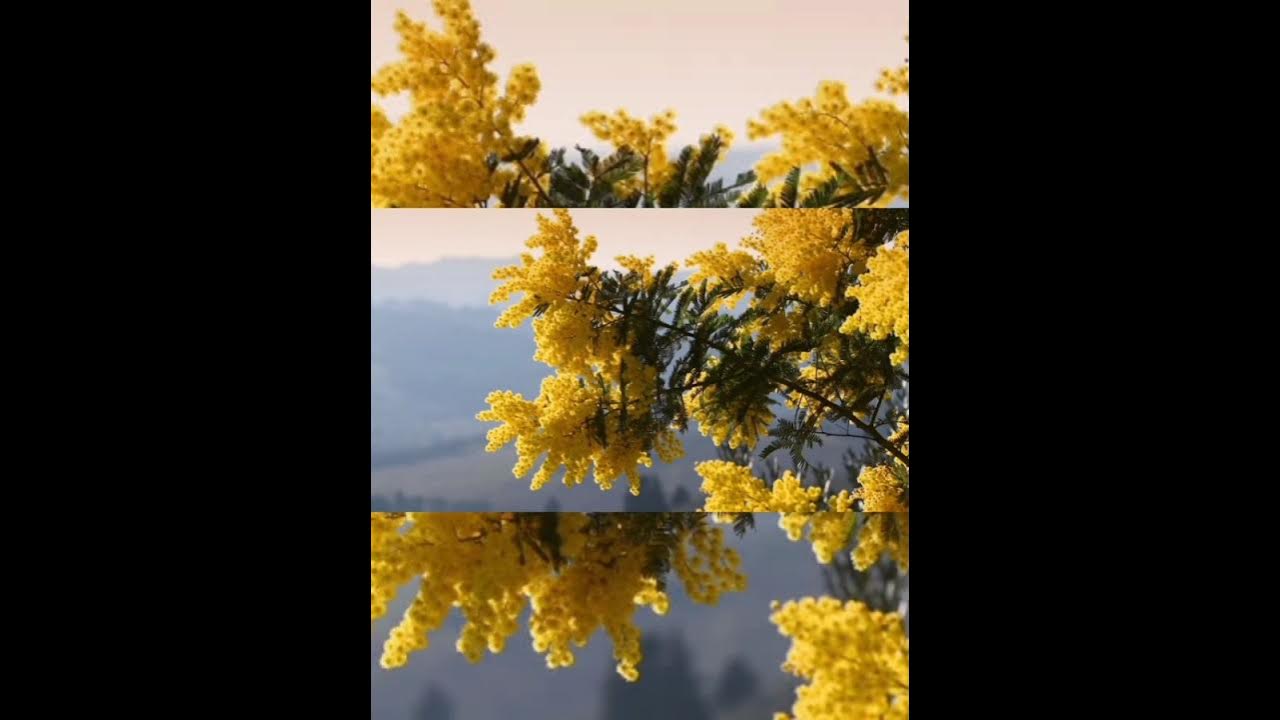 flowers #music #nature #status #love #song #viralreels #trending flowers #music #nature #status #love #song #viralreels #trending