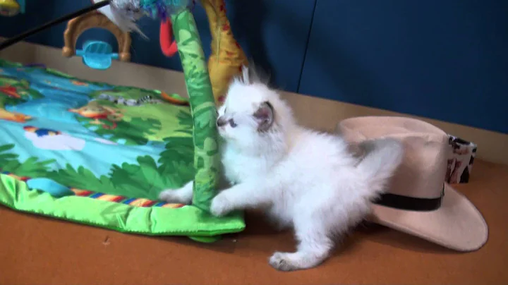 Video 1118301: chocolate lynx