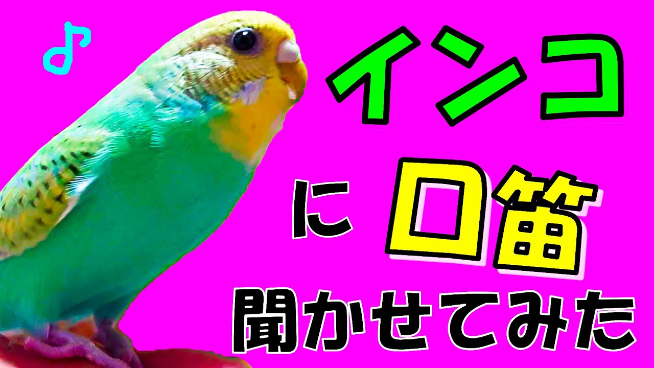 口笛 ミッキーマウスマーチを練習するインコ 34 Youtube