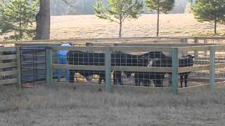 This was the first time that the cattle were put through the chute.