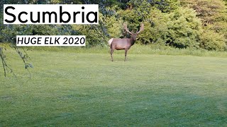Elk Watching in Benezette Pennsylvania