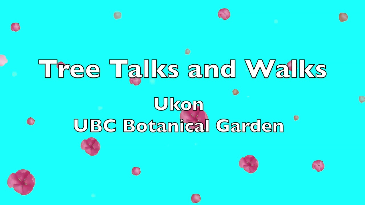 UBC Cherry Blossom Tree Talks and Walks YouTube