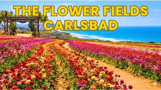 Why Everyone Is Talking About The Flower Fields in Carlsbad| Complete Full Tour