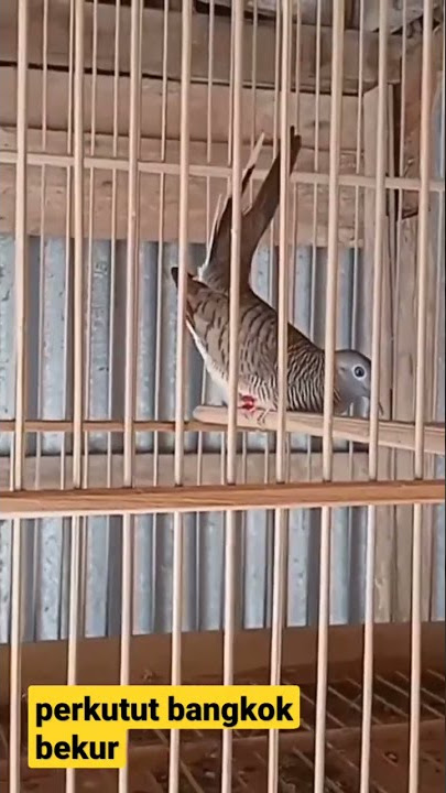 perkutut bekur dan kerot - Perkutut Bangkok