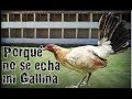 Porqué no se echa mi gallina