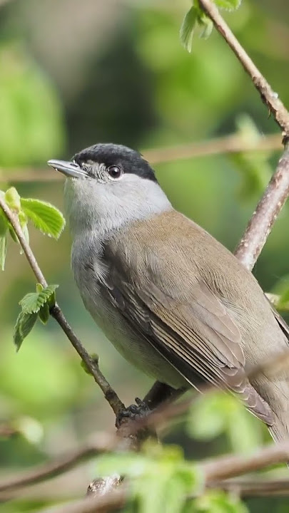 Blackcap singing away #spring #nature #wildlife #naturelovers #birds