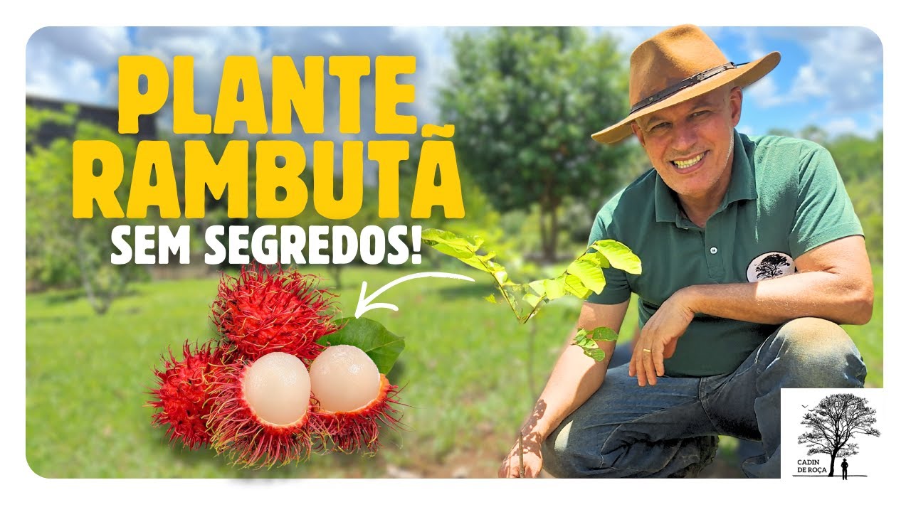 Como plantar rambutã em casa e ter frutos saudáveis!