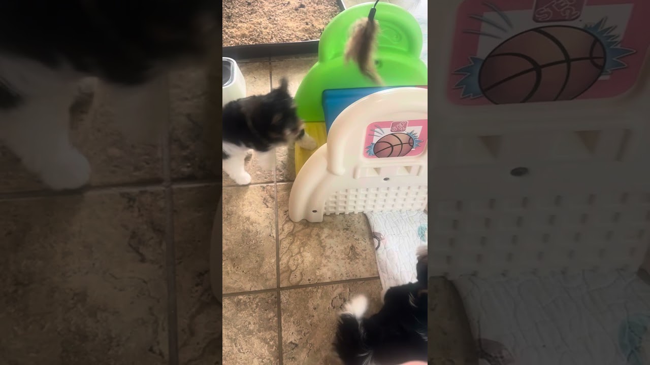 AKC Biewer Terriers… 9 weeks old… Laverne and Shirley