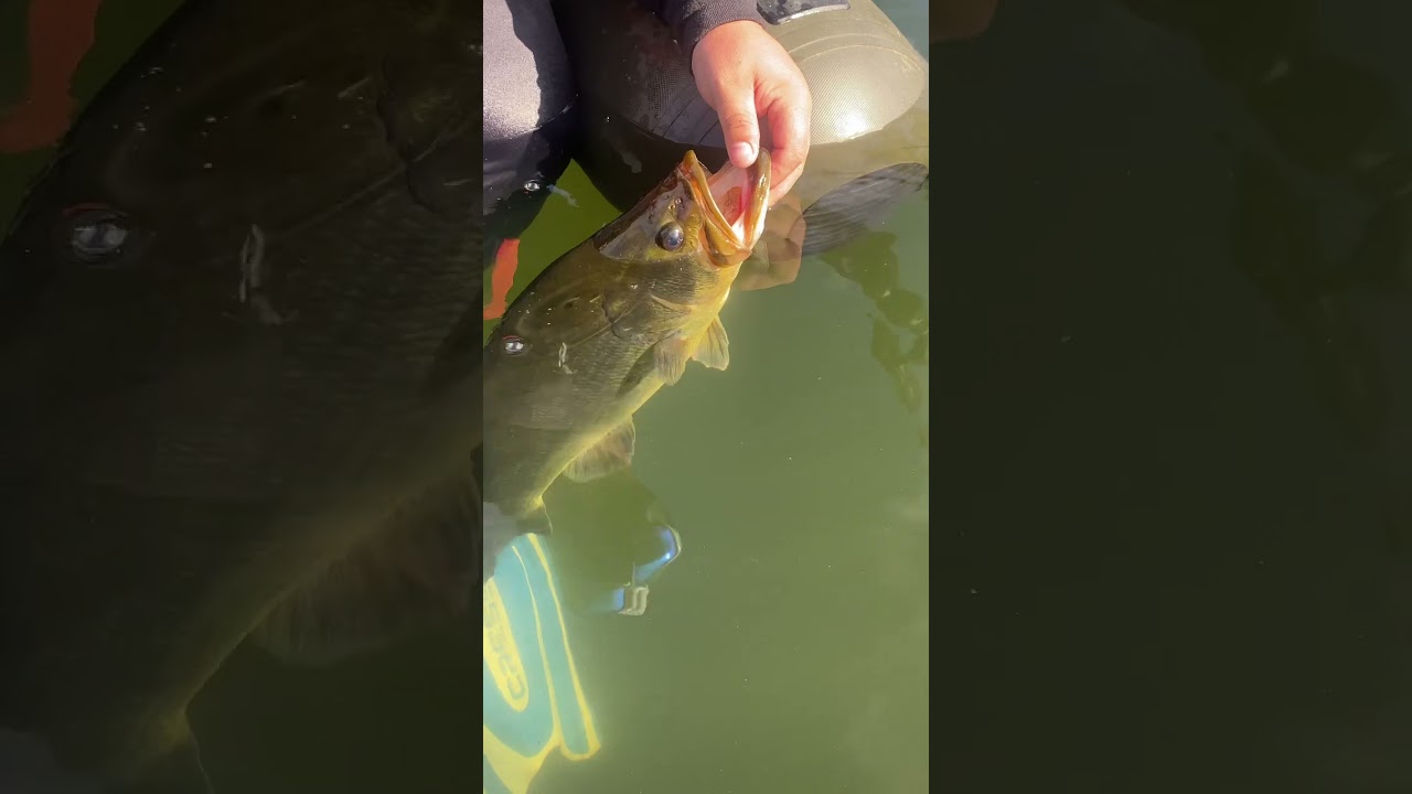 Black bass de 54cm pour 3kg!