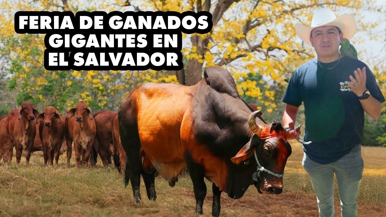 ASÍ ES LA FERIA DE  ANIMALES ENORMES  EN EL SALVADOR 🇸🇻 , COMIDA BRUTAL Y CERO MIEDO  I GEO LEMA