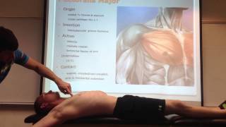 Famous Pectoralis Major: Palpation, Manual Therapy and Stretch Wealth