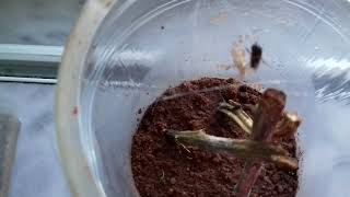 Argiope Lobata Female Feeding.