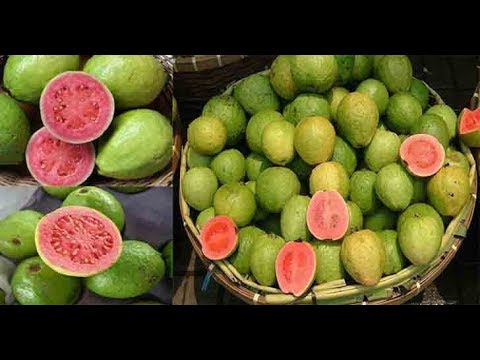 Video: Tohumla Yetiştirilen Guava Ağaçları: Guava Tohumları Nasıl ve Ne Zaman Ekilir