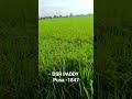 dhaan 1847 / dsr पद्धति ll 90 din ki fasal ll pusa basmati 1847 ll shortsfeed