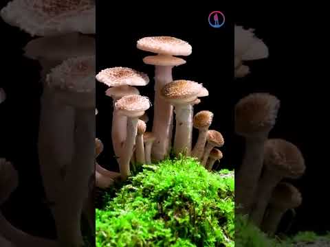 Видео: 7 дней жизни гриба за 20 секунд