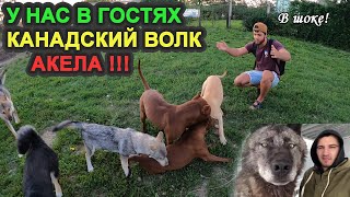 КАНАДСКИЙ ВОЛК АКЕЛА У НАС В ГОСТЯХ!!! КОЛЛАБОРАЦИЯ!!! ПИТБУЛИ ДРАГОН ЛАЙВ!!! ВОЛК/ПИТБУЛЬ/КОТ.