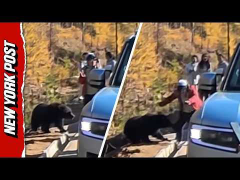 Moment Bear Grabs Tourist’s Pants After She Gets Too Close For Photo