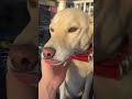 癒し犬