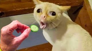 Funniest Cat Videos That Will Make You Laugh #24  | Funny Cats by Cats Are the Best Pets 387,996 views 2 years ago 8 minutes, 7 seconds