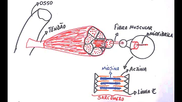 Como é realizado o controle da concentração de cálcio Sarcoplasmático?