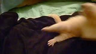 Crazy Ferret!!!!!!!