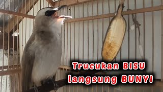 TRUCUKAN MODEL APAPUN LANGSUNG IKUT BUNYI