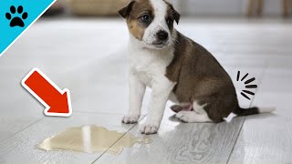 Do THIS Immediately If Your Dog Is UNCLEAN! (Important) by Dogtube 190 views 10 months ago 2 minutes, 30 seconds