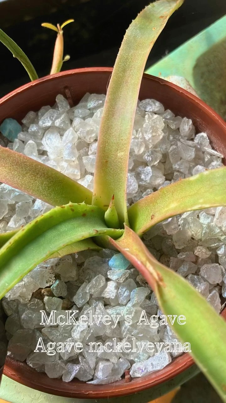 アガベ・マッケルベヤナ】Agave mckelveyana｜Plant Record - YouTube