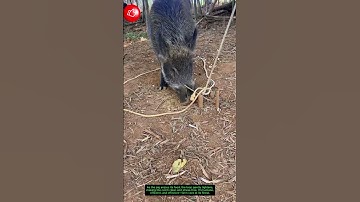 Loop Trap Logic: Feeding Turns Into Catching! 🐖🔄