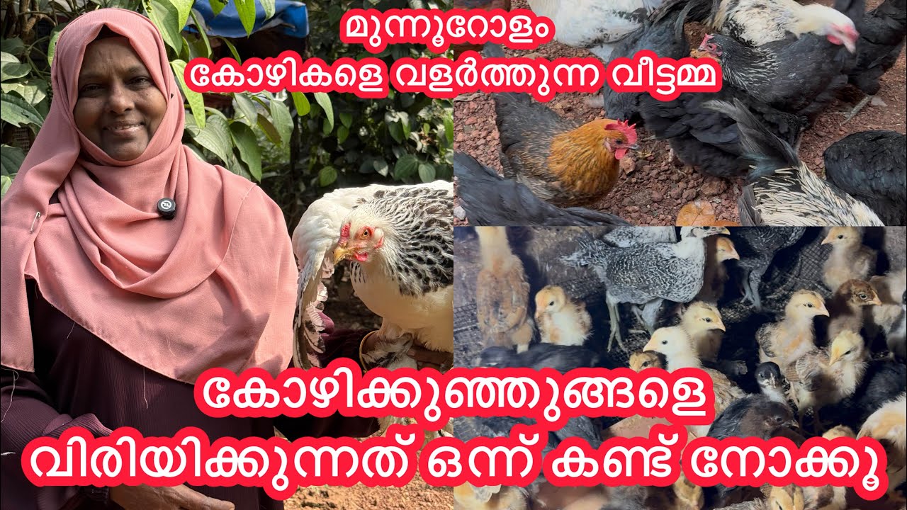 നൂറുകണക്കിന് കോഴികളെ വളർത്തുന്ന ഈ വീട്ടമ്മ കോഴിക്കുഞ്ഞുങ്ങളെ വിരിയിക്കുന്നത് ഒന്ന് കണ്ടു നോക്കൂ.