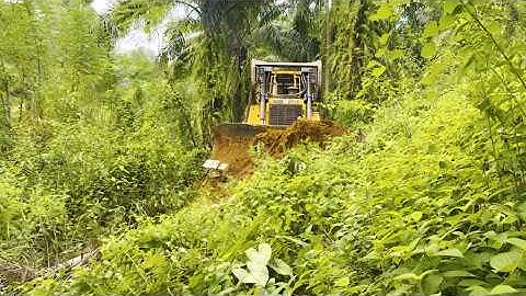 Building an Oil Palm Plantation Road in Minutes Using a CAT D6R XL Bulldozer