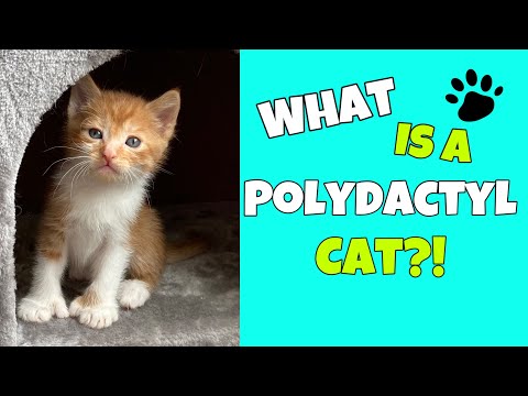 Video: Polidaktilo katės: Felines su papildomais pirštais
