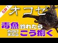 【オコゼの捌き方】釣れたらまずこうする！煮付け・天ぷら