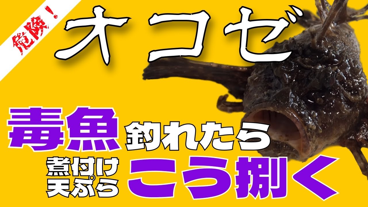 【オコゼの捌き方】釣れたらまずこうする！煮付け・天ぷら