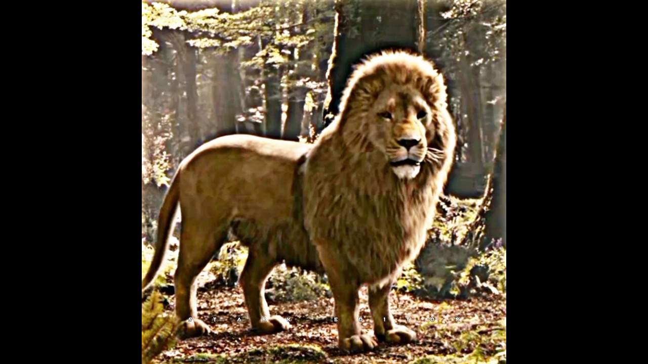 The Chronicles Of Narnia status | Lion Attitude | Action status 