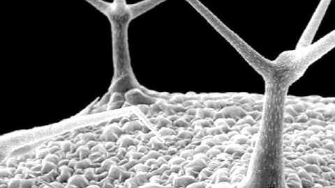 Concord Dawn - The Enemy Within (ft. Thomas Oliver) Official Music Video